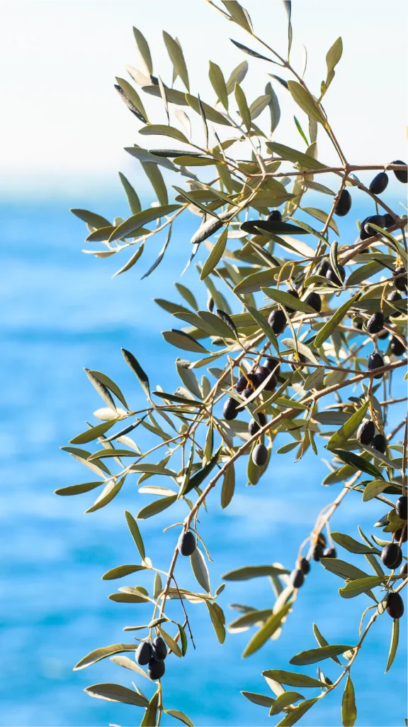 Olive Tree